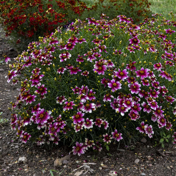 Coreopsis Zesty Zinger - Tickseed – New Blooms Nursery