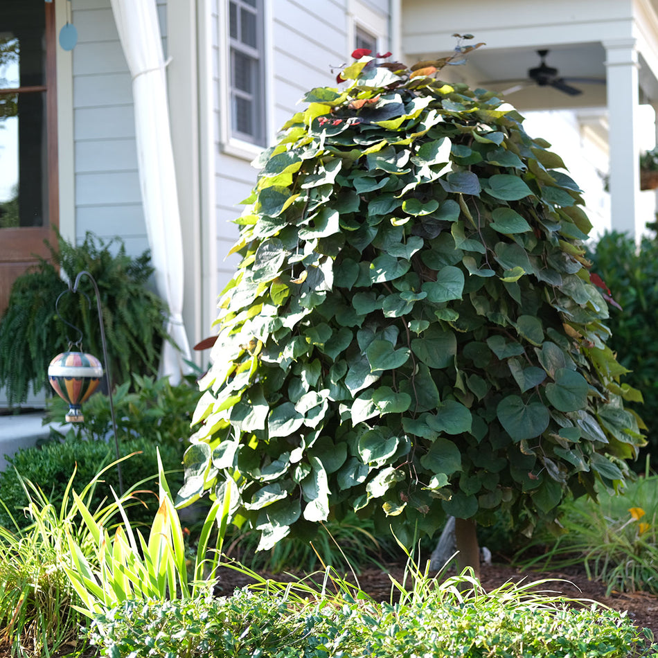 Ruby Falls Redbud - Cercis Candensis