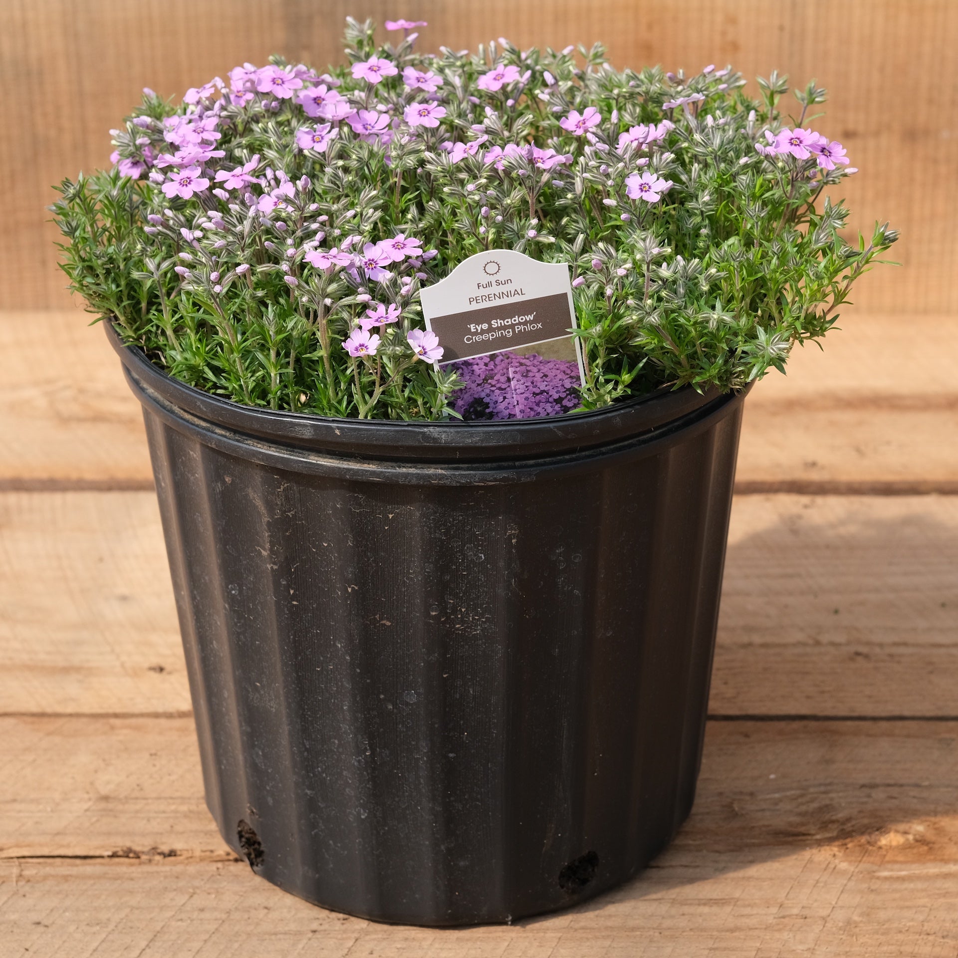 can you plant phlox in pots Phlox 'Eye Shadow'