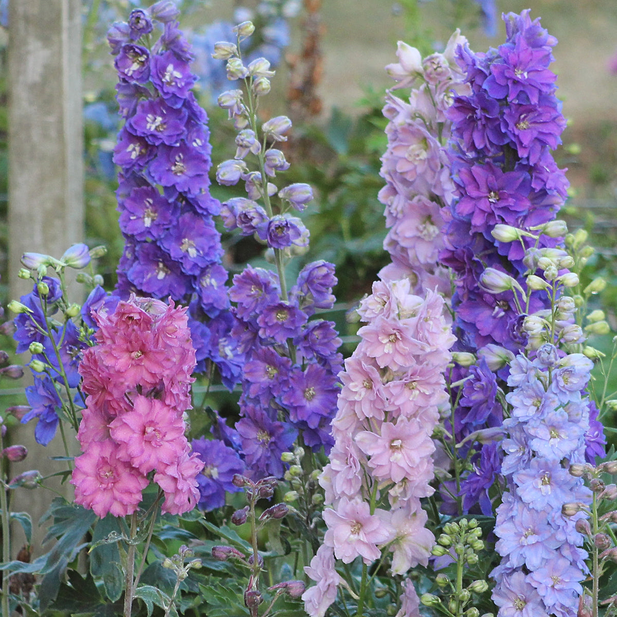 Delphinium NEW MILLENNIUM 'Mini Stars'