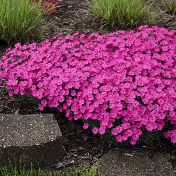 ラブラドライト　ピンクフラッシュ Dianthus Vivid™ Bright Light - Pinks – New Blooms Nursery
