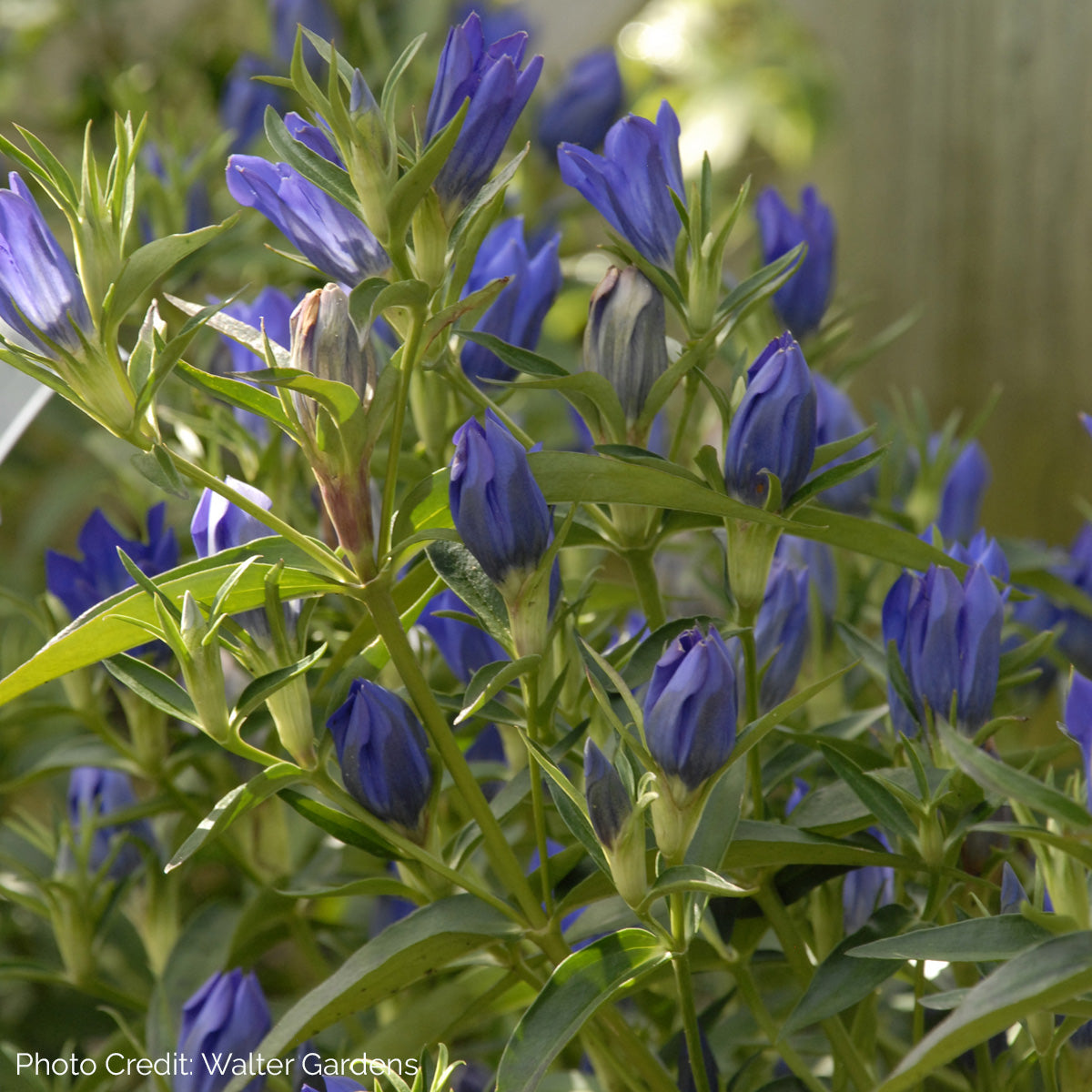 gentian blue plant Gentiana 'True Blue'