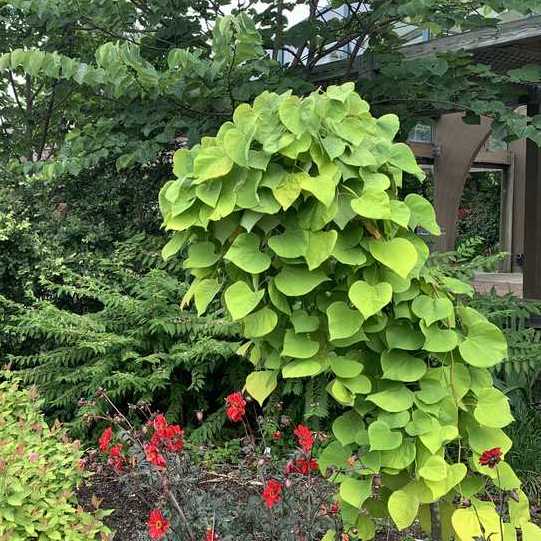 Golden Falls Redbud - Cercis Canadensis