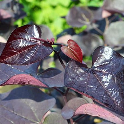 Black Pearl Redbud - Cercis x 'JN16'