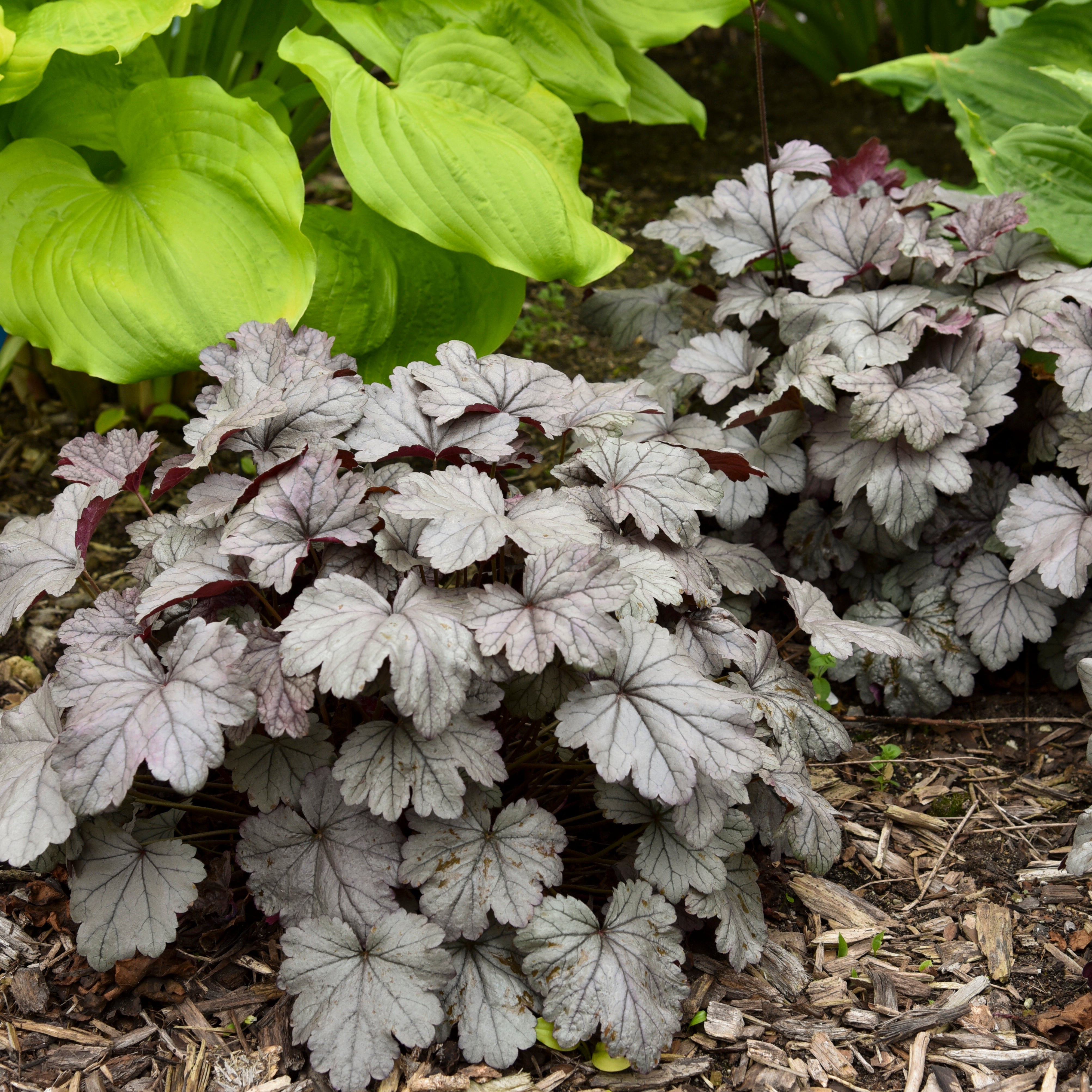 Heuchera Smoke and Mirrors - Coral Bells – New Blooms Nursery