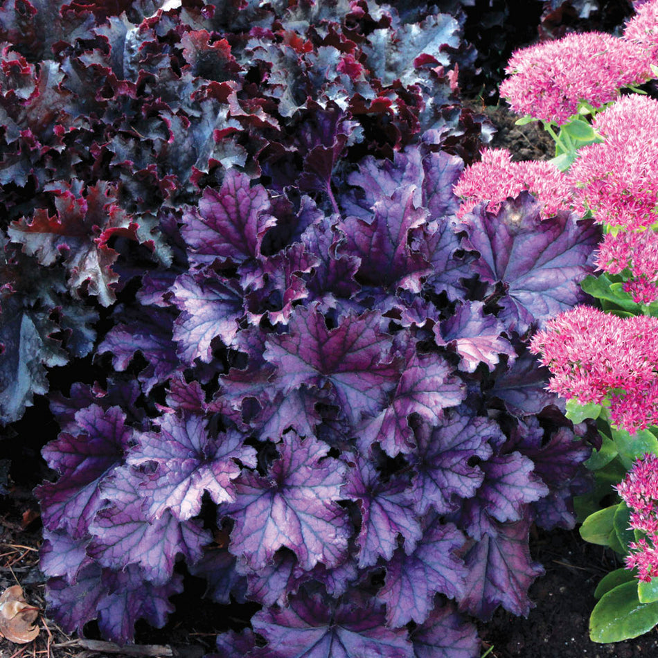 Heuchera Forever Purple - Coral Bells