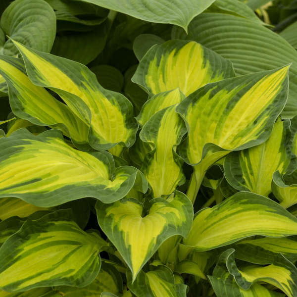 Hosta 'Happy Dayz' – New Blooms Nursery