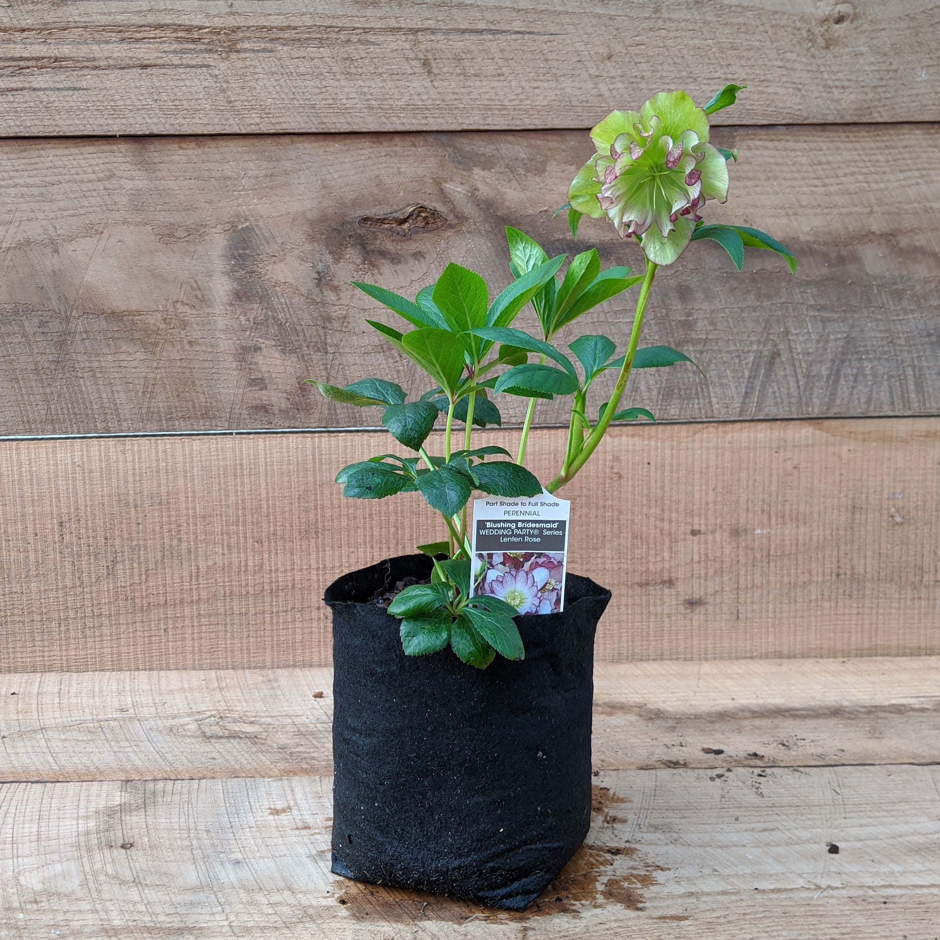 Helleborus WEDDING PARTY 'Blushing Bridesmaid'