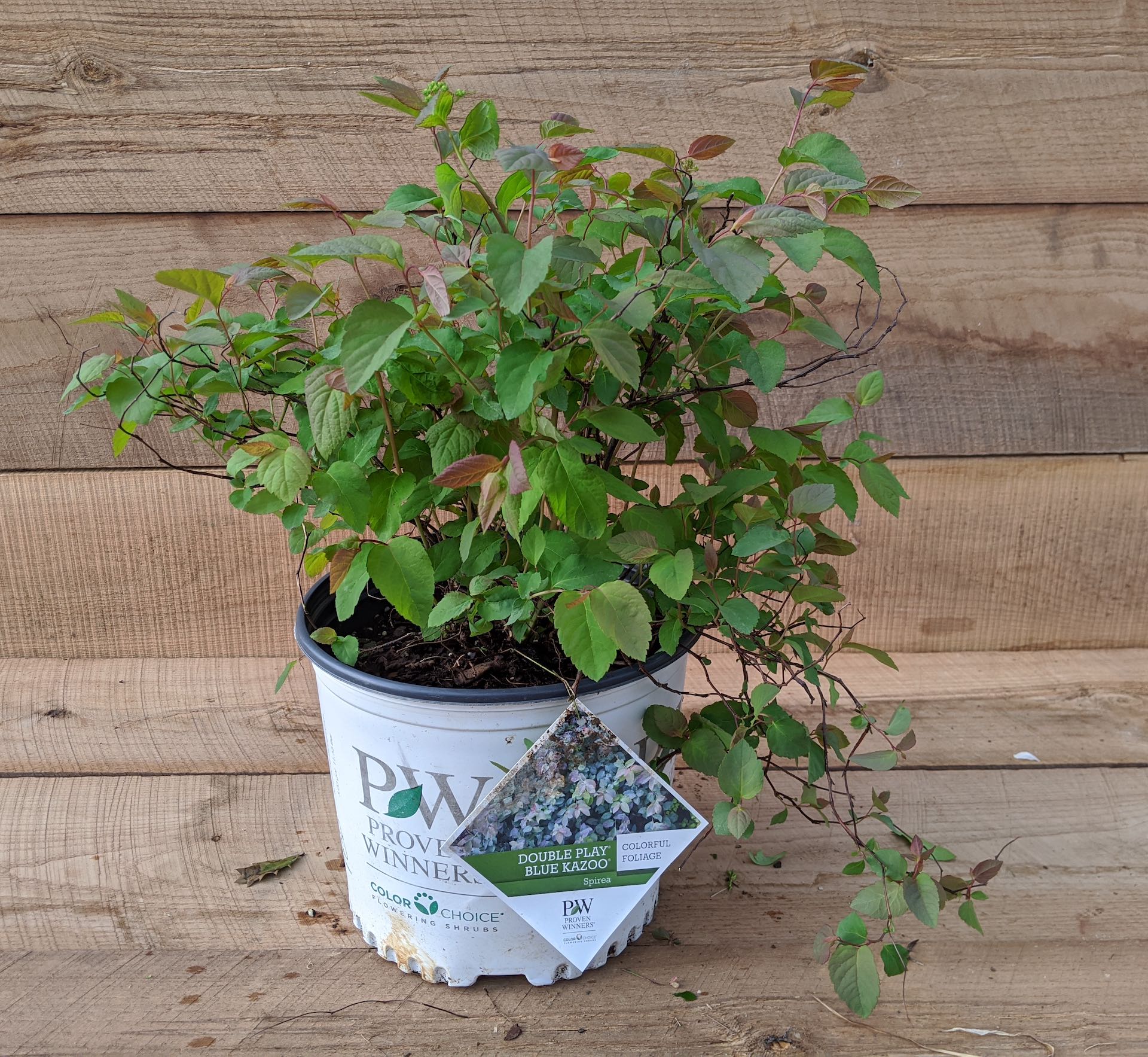 Blue kazoo spirea discount