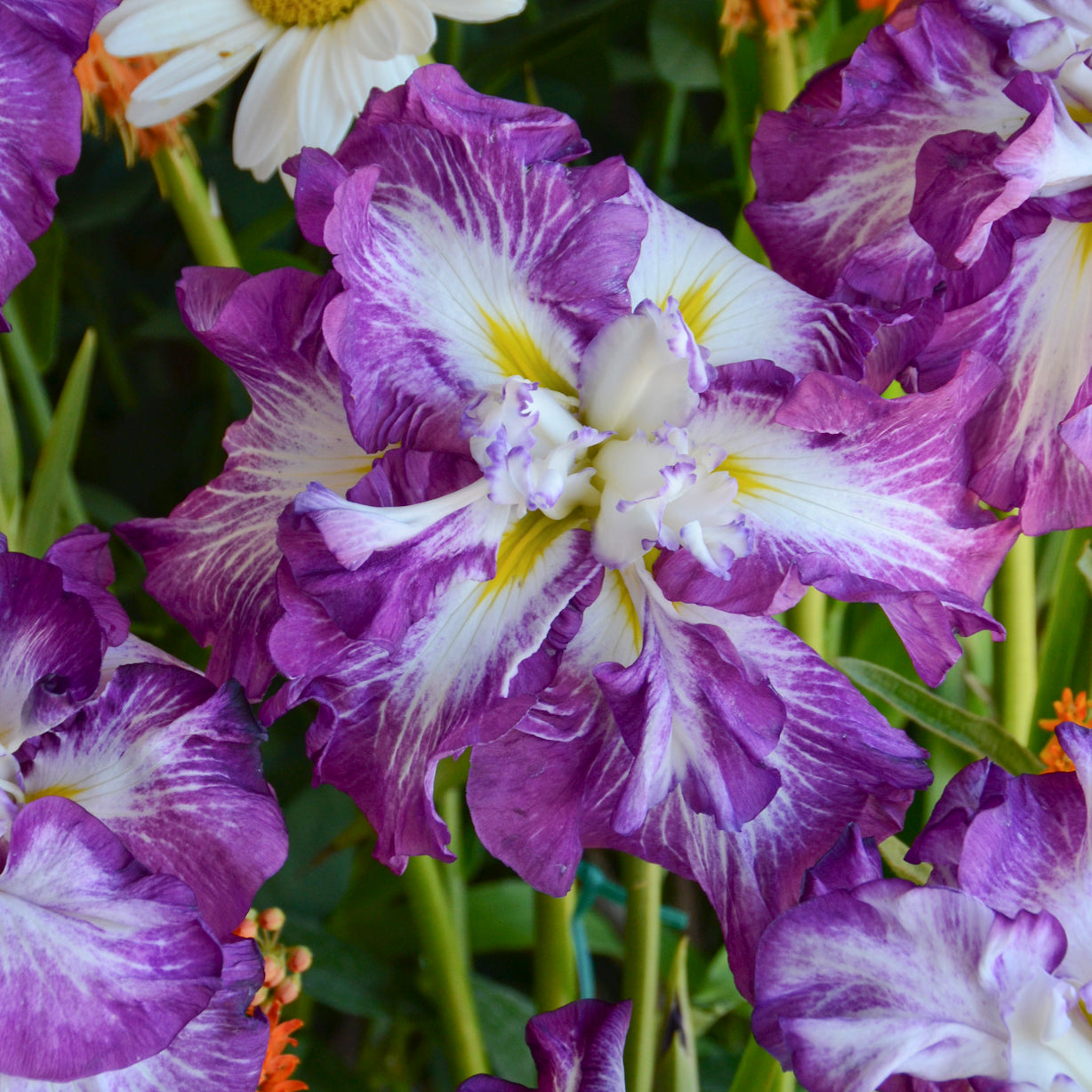 Iris ensata 'Lion King' - Japanese Iris – New Blooms Nursery