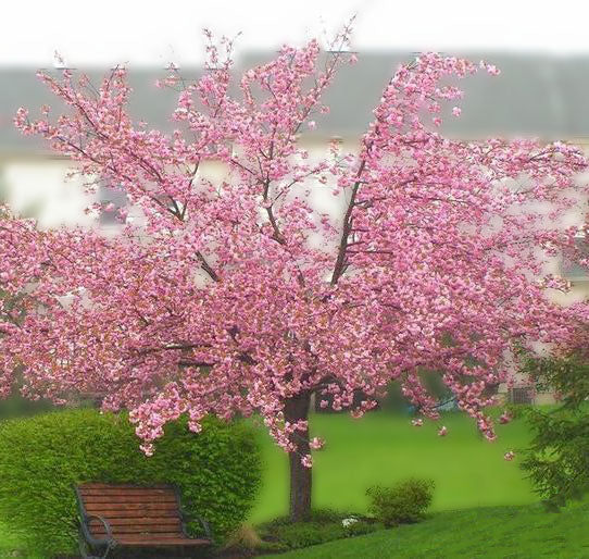 Kwanzan Cherry Tree