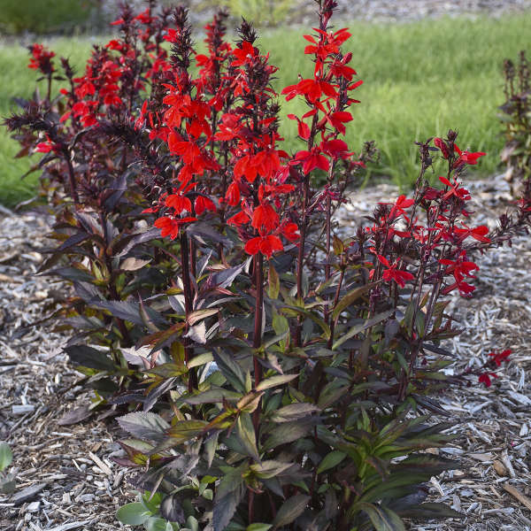 Lobelia speciosa Starship Scarlet Bronze Leaf – New Blooms Nursery
