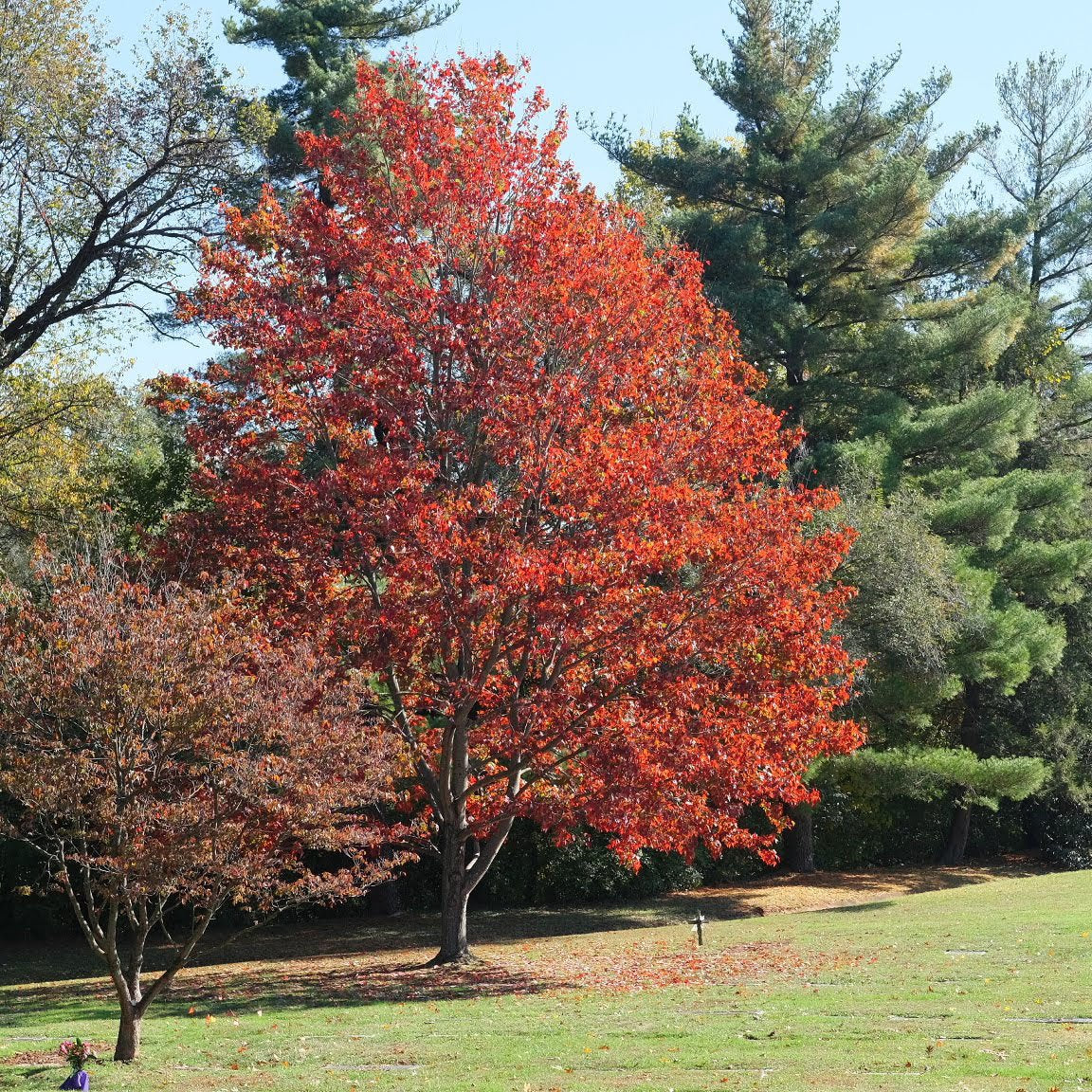 October Glory Maple Tree