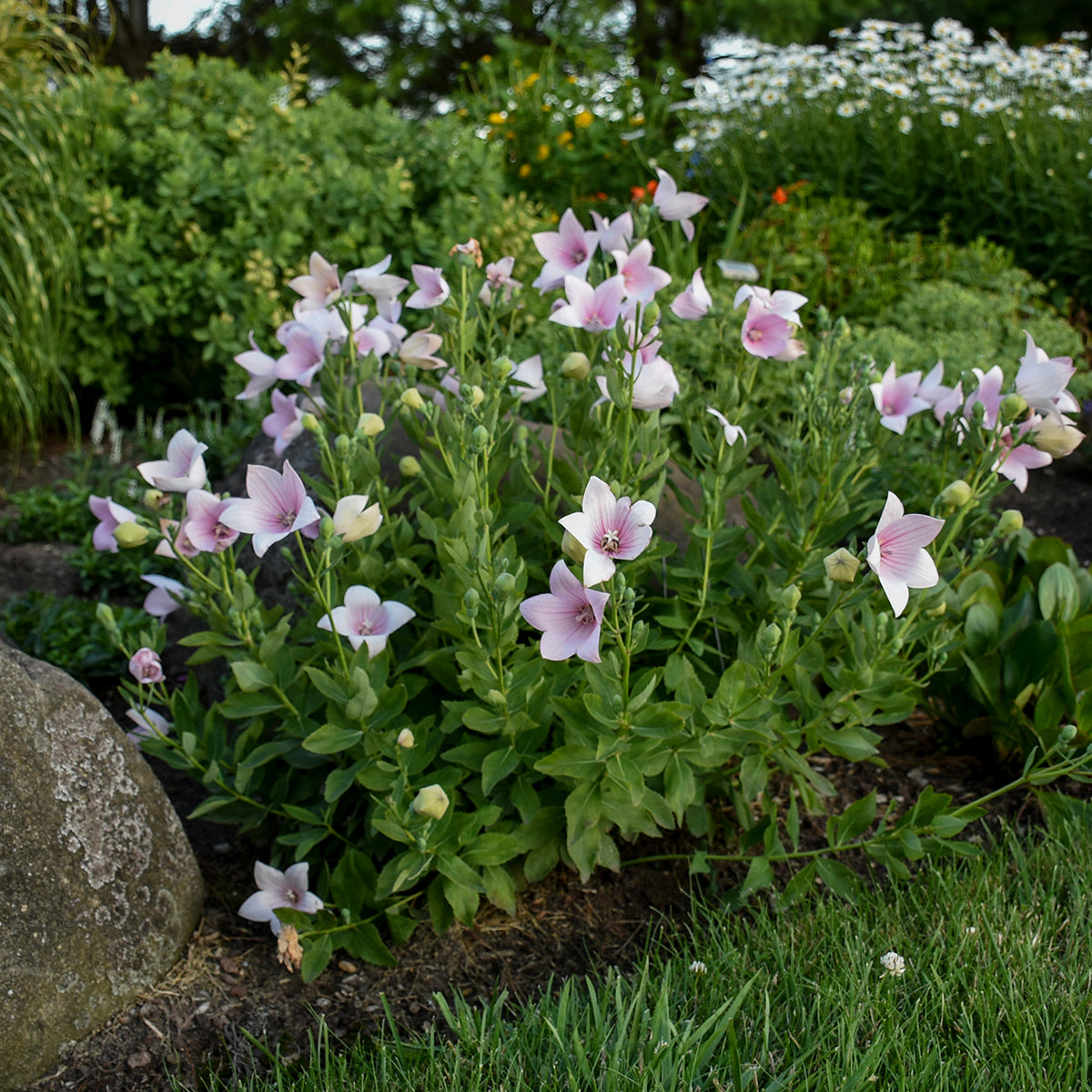 balloon flower plant Platycodon 'Astra Pink'