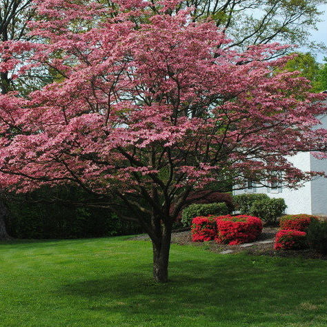 Red Cloud Dogwood