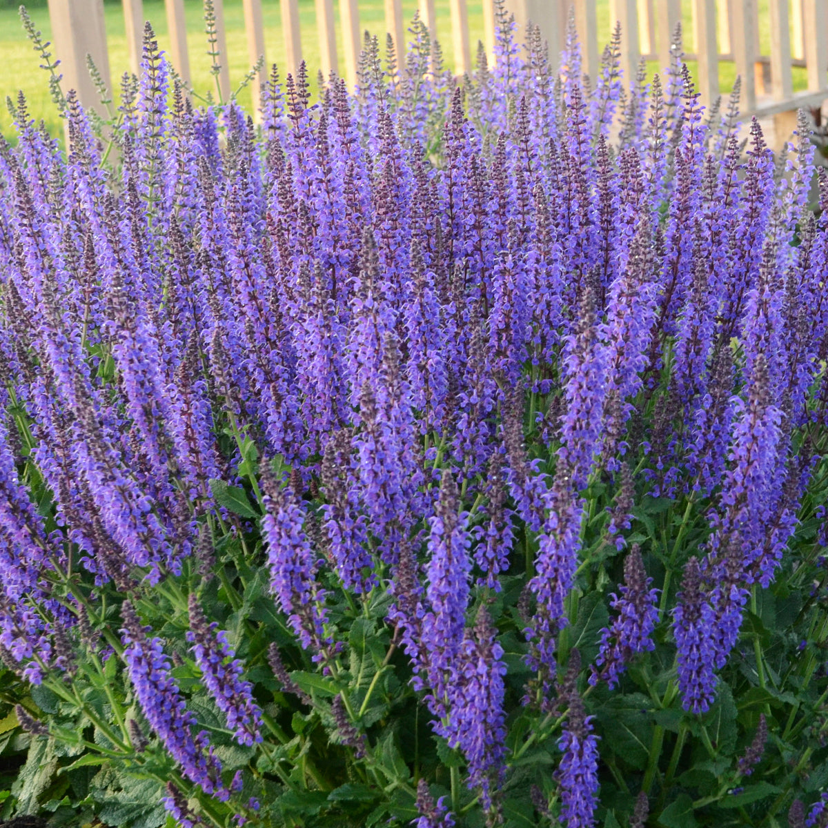 lavender salvia plant Salvia nemorosa 'May Night'