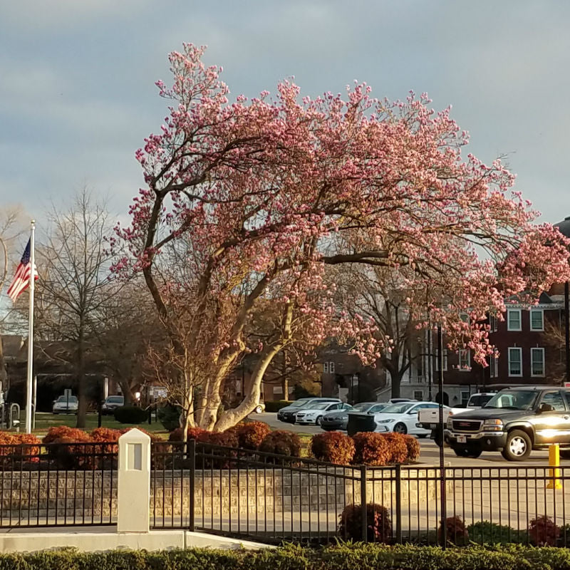 Soulangeana Saucer Magnolia – New Blooms Nursery