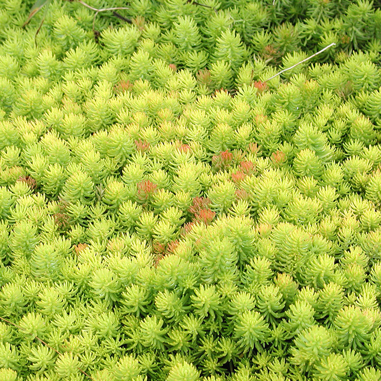 angelina bush succulent Sedum repustre 'Angelina'