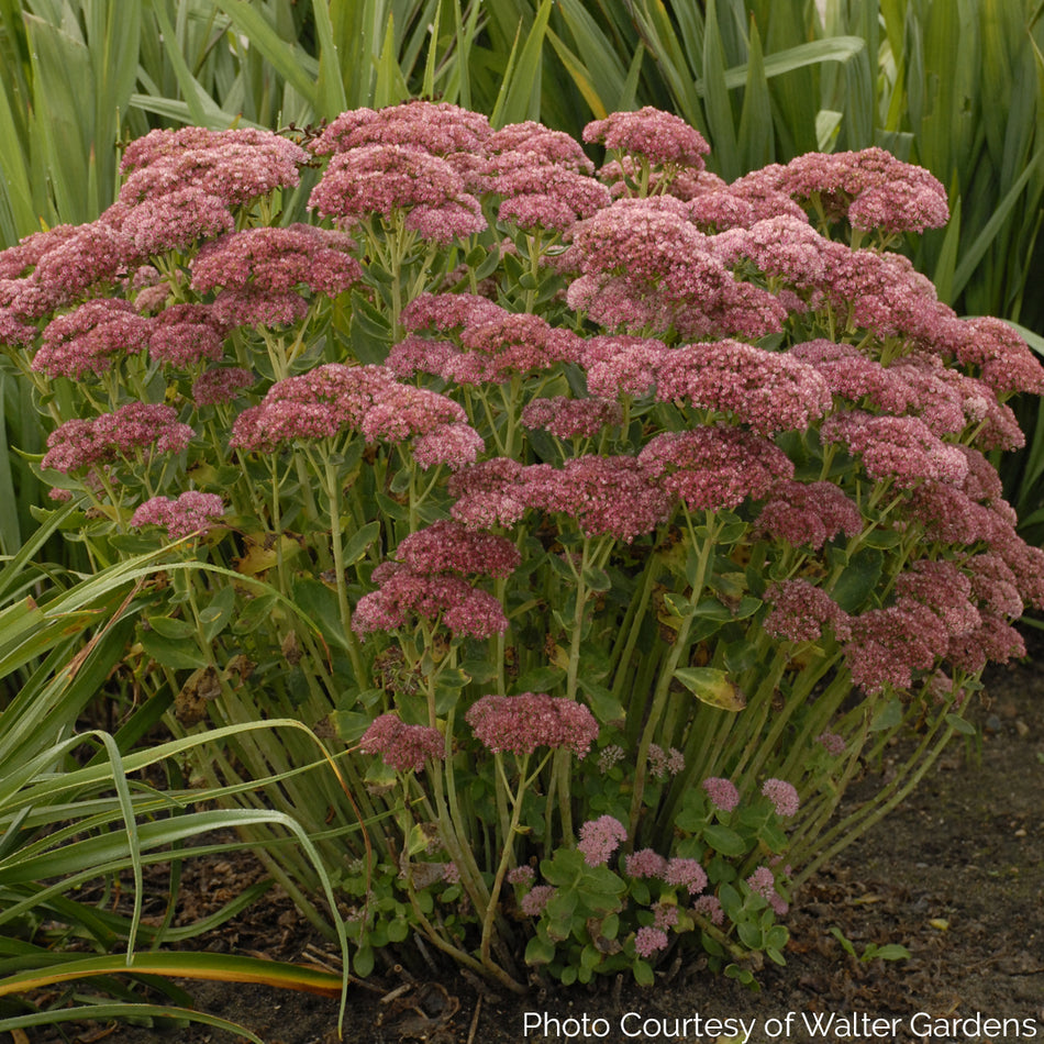 Sedum 'Autumn Fire' - Autumn Stonecop