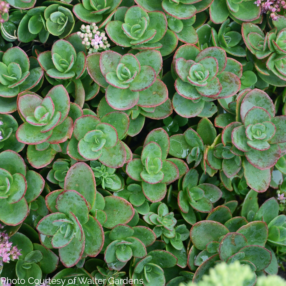 sunsparkler succulent Sedum 'Lime Zinger' Sunsparkler® Series