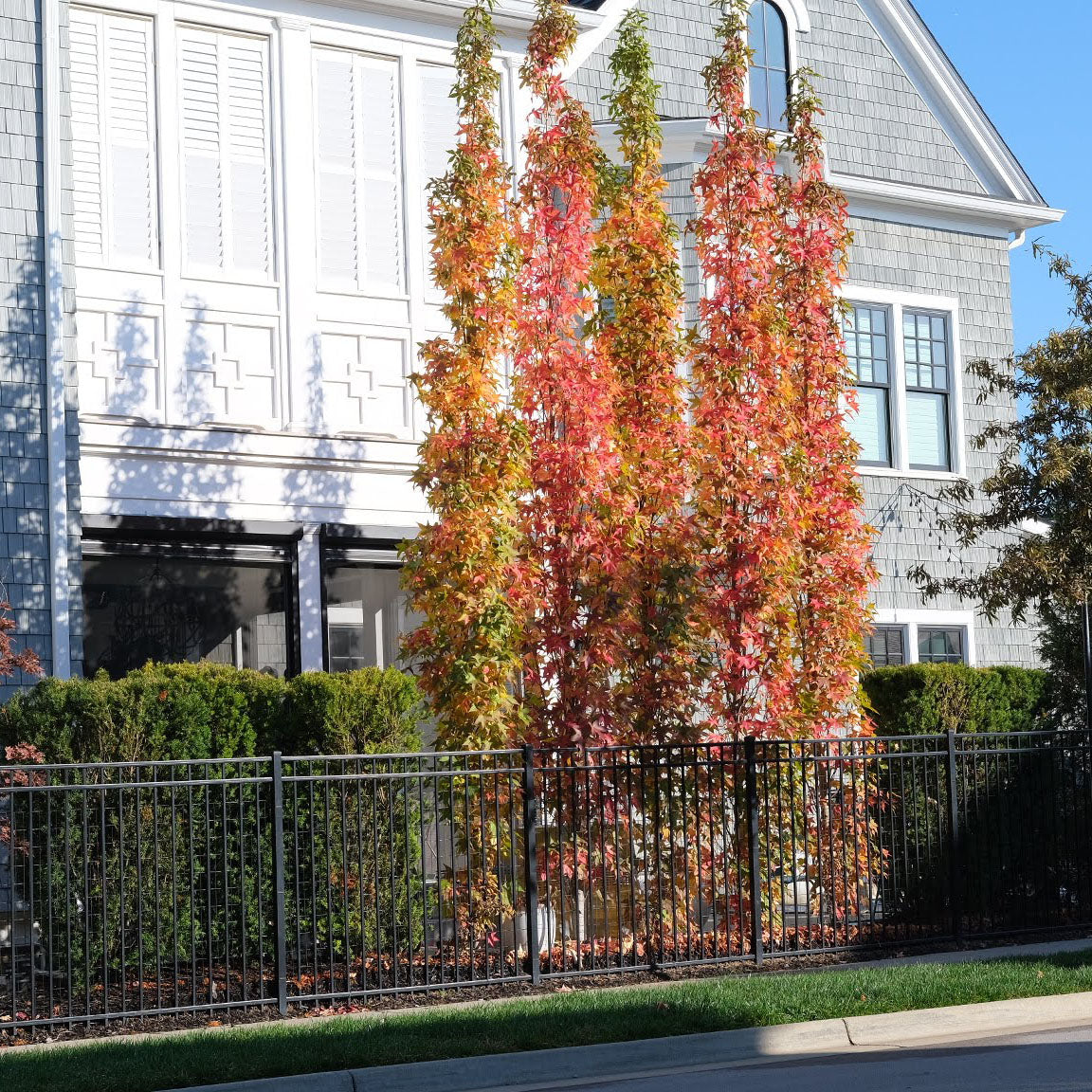Slender Silhouette Sweet Gum