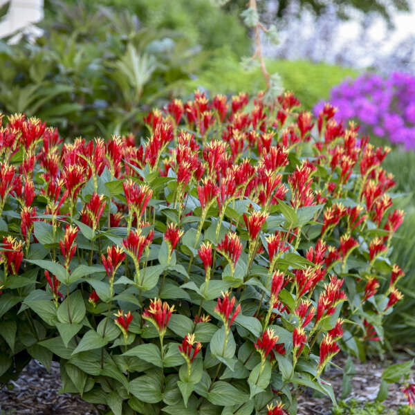 red flower that looks like a lily Spigelia marilandica 'Little Redhead' – New Blooms Nursery