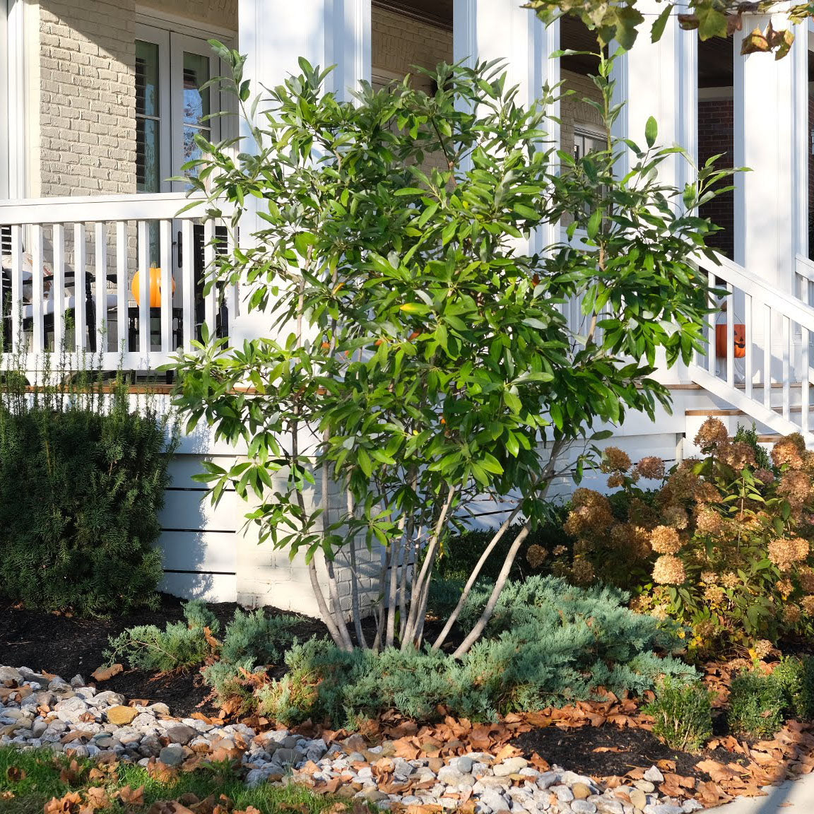 How Do You Care for a Sweet Bay Magnolia Tree: Expert Tips