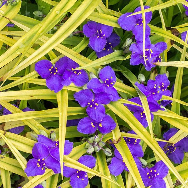 Tradescantia 'Sweet Kate' - Spiderwort