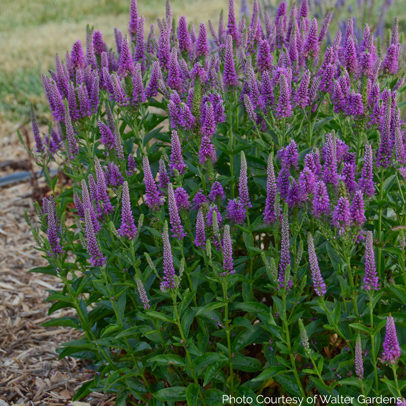 G*E様 美品　VERONICA ベルベットXL Veronica 'Very Van Gogh' - Spike Speedwell – New Blooms Nursery