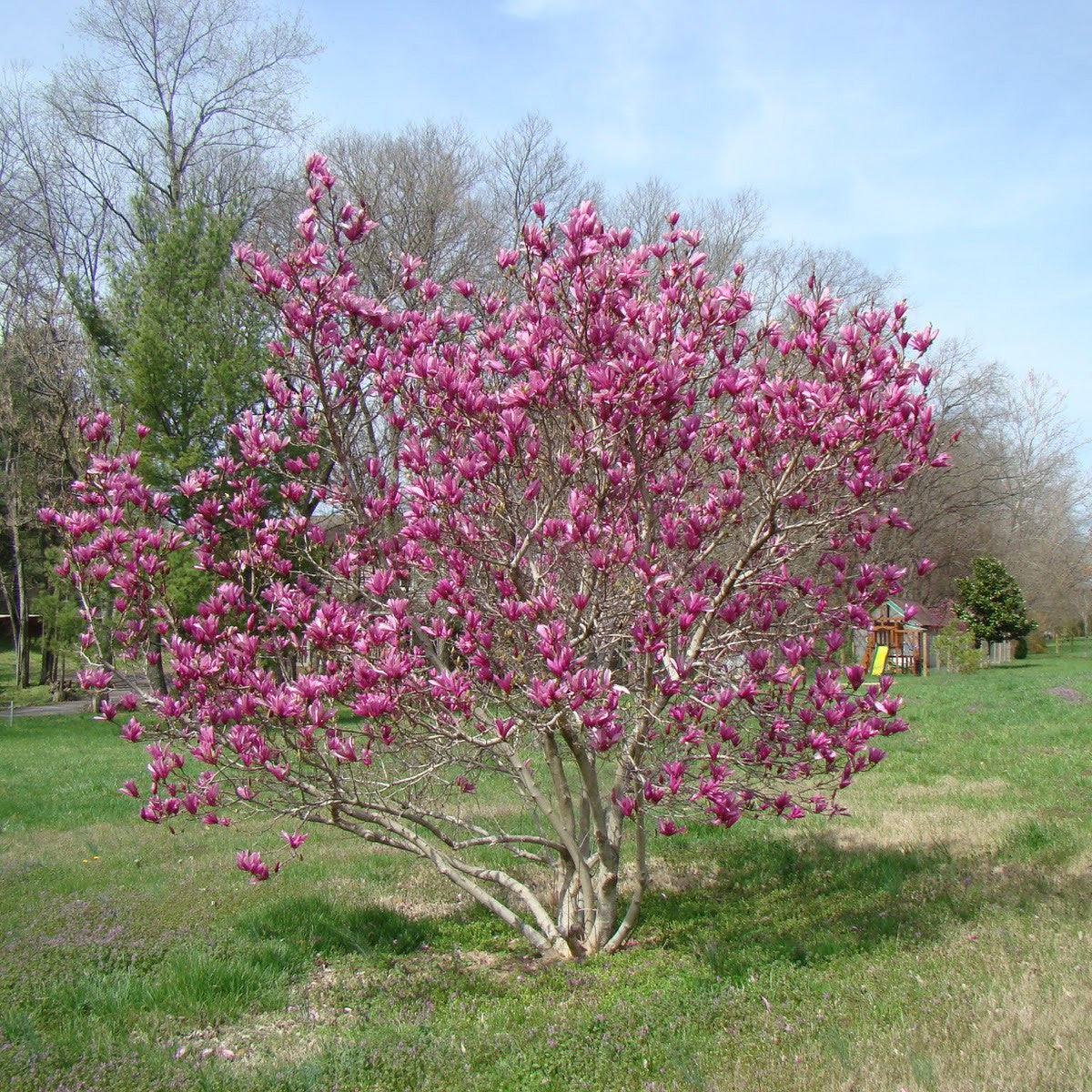 alexandra magnolia lily flower tree Magnolia Liliiflora Ann Tree – New Blooms Nursery