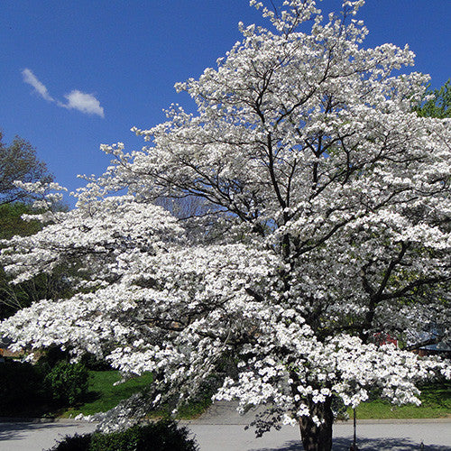 Cherokee Princess® Dogwood