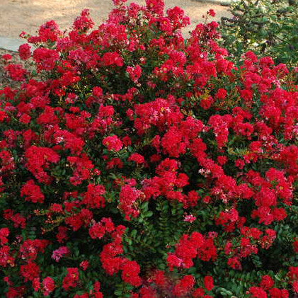 Dwarf crape myrtle hotsell