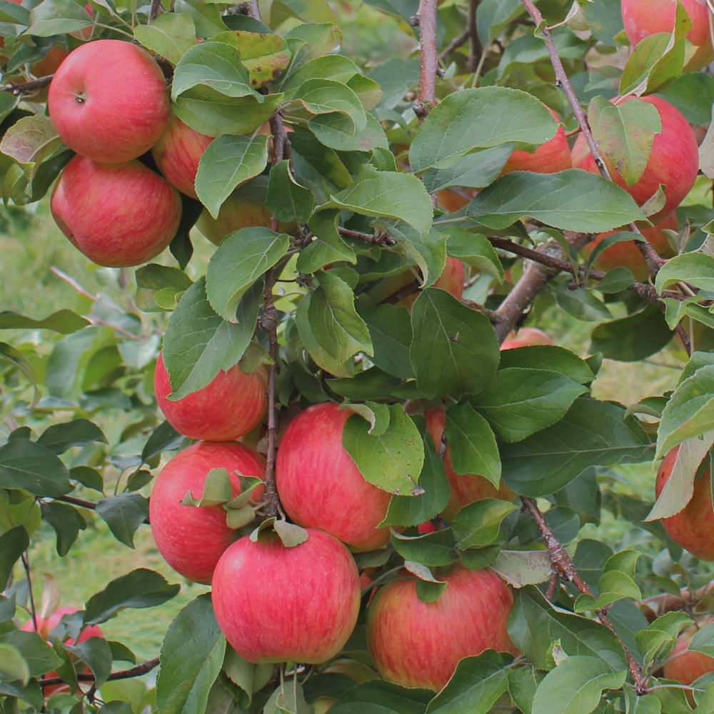 planting honeycrisp apple seeds Honeycrisp™ Apple Tree