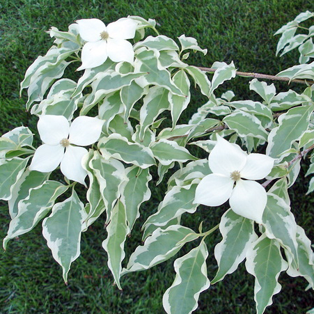 Variegated Dogwood Tree Variegated Siberian Dogwood