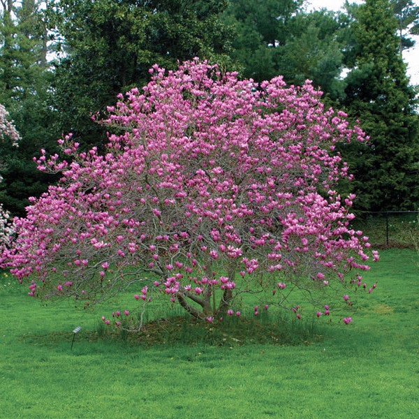 alexandra magnolia lily flower tree Magnolia Liliiflora Jane Tree – New Blooms Nursery