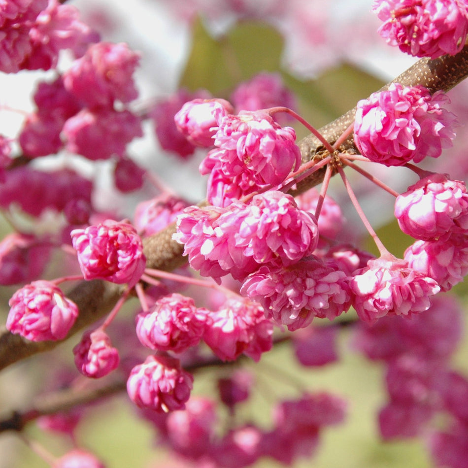 Pink Pom Poms Redbud - Cercis