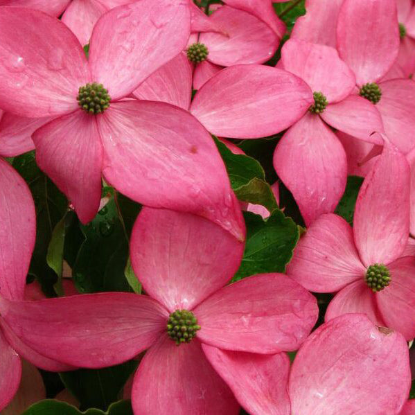 Scarlet Fire® Kousa Dogwood