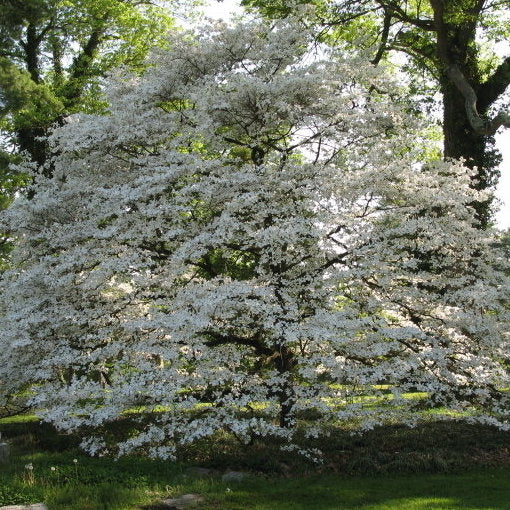 Spring Grove Dogwood