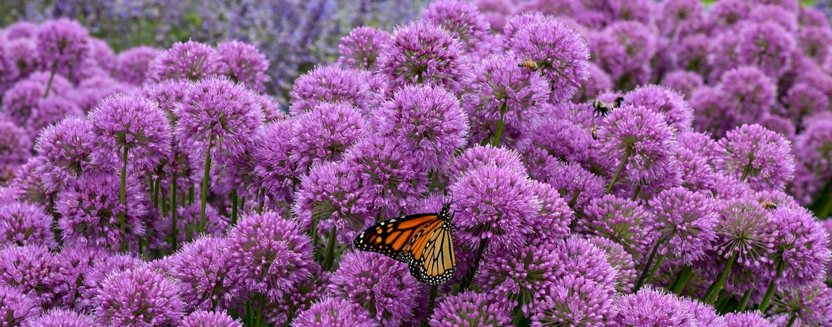 Getting to Know Allium: The Tough Disease Resistant Ornamental Onion