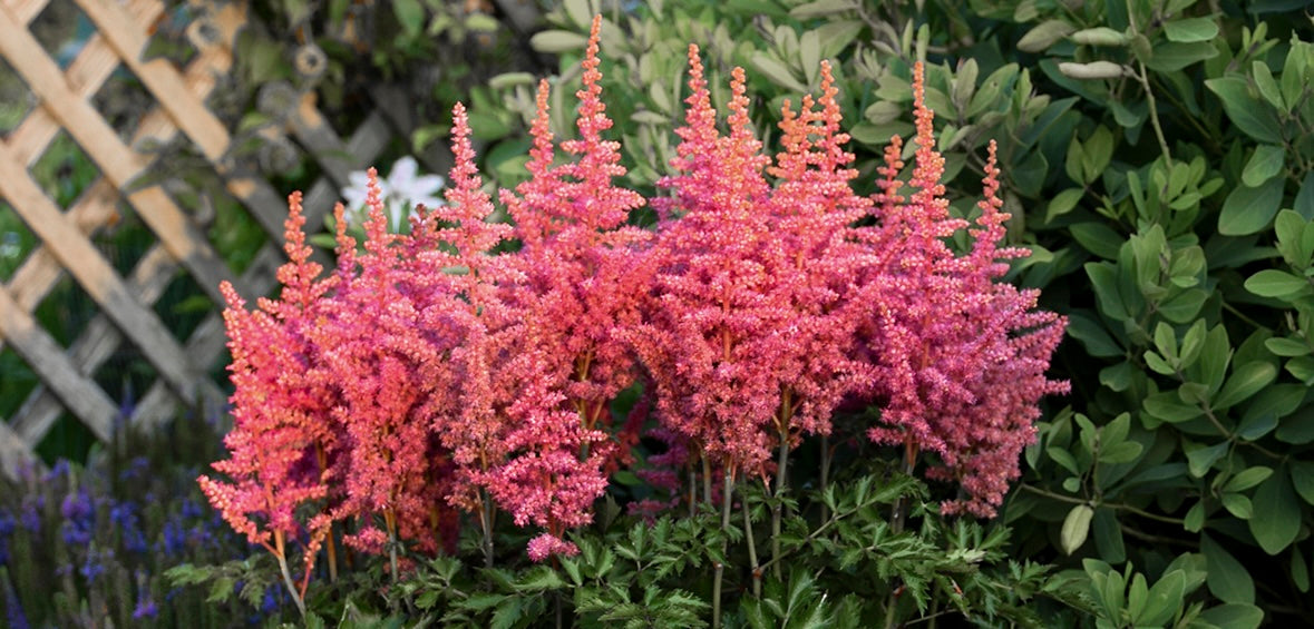 How to Grow and Care for Astilbe: A Shade Garden Superstar
