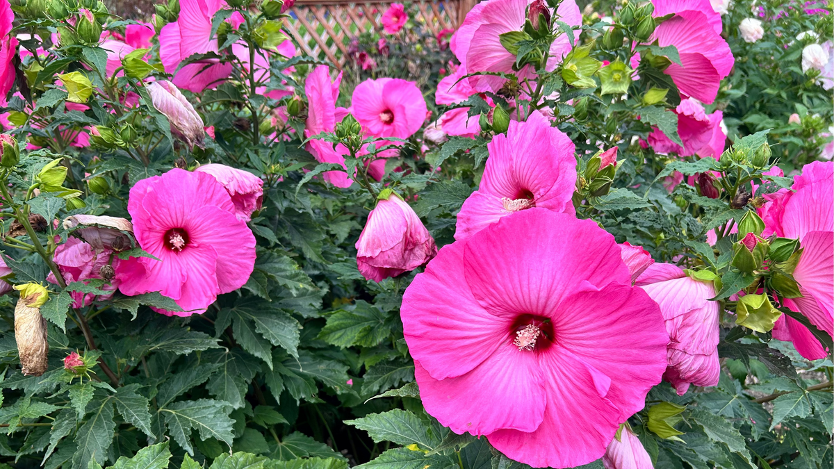 How to Grow Hardy Hibiscus - The Easiest to Grow Big Bloom Perennial