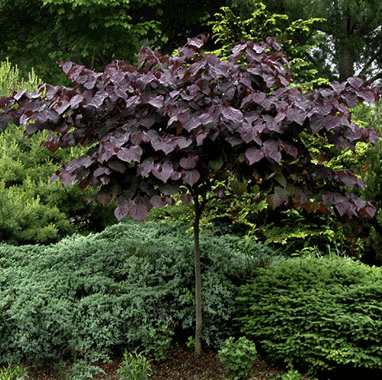 Seven Shade Loving Trees for a Low Light Yard