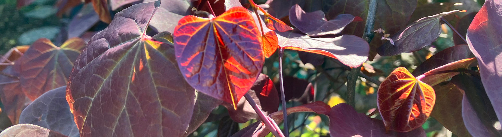 How to Care for Redbud Trees | New Blooms Nursery