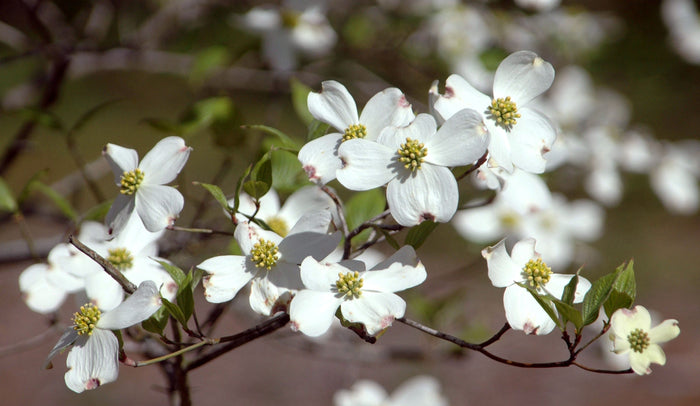 Ornamental Trees