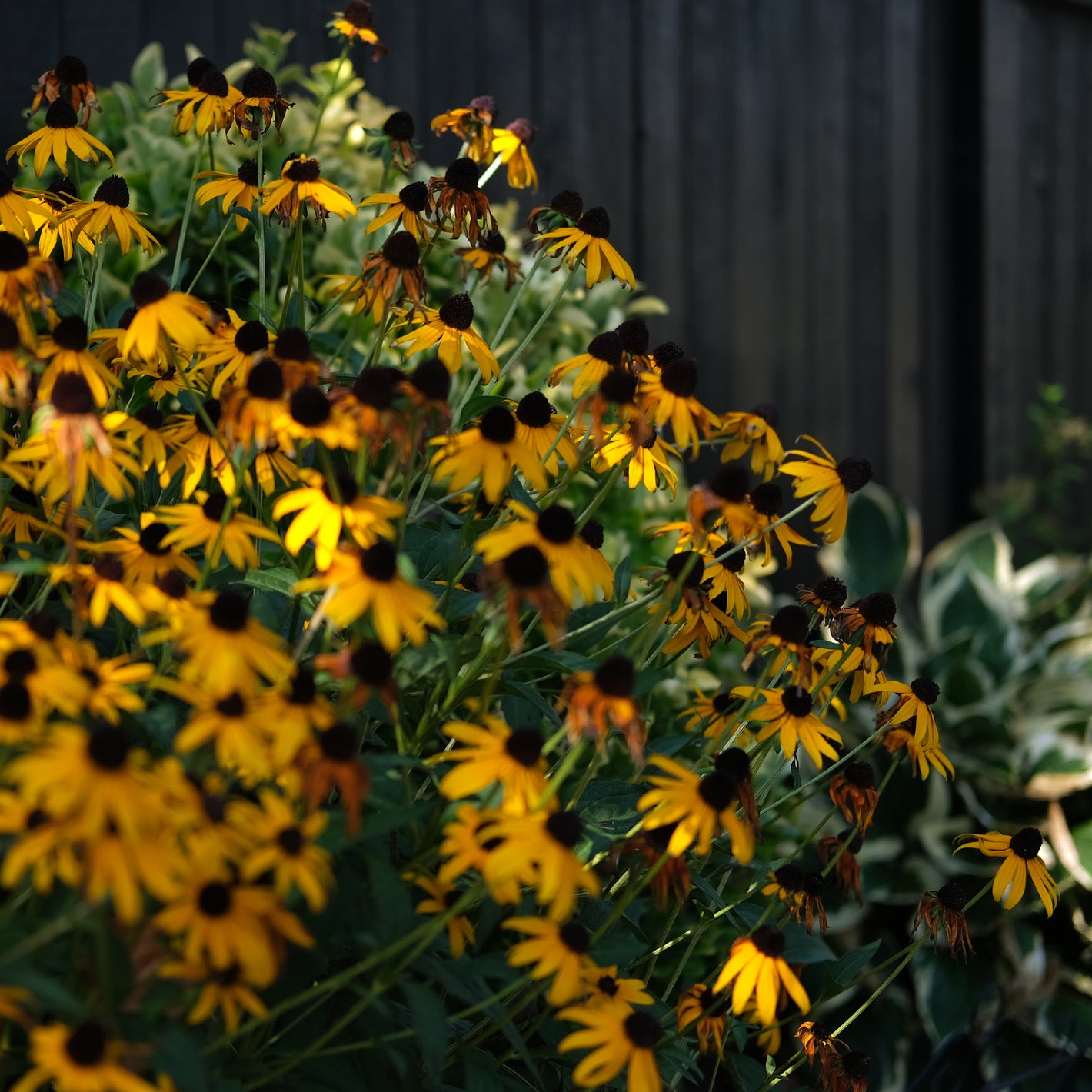 Native Plants