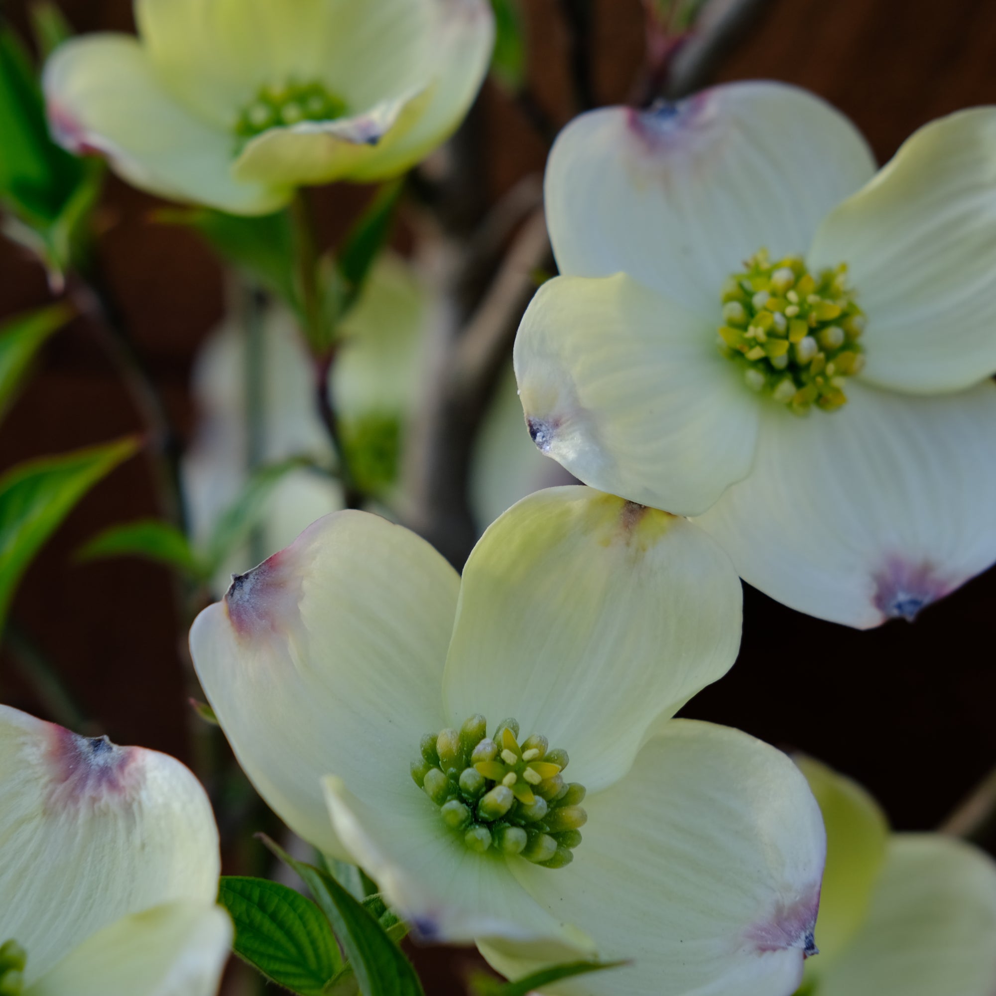 North American Dogwood