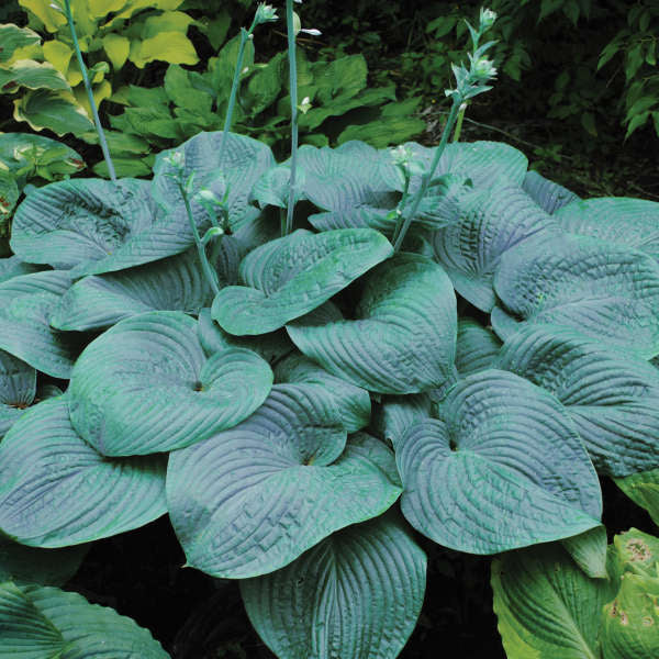 Perennial Hostas