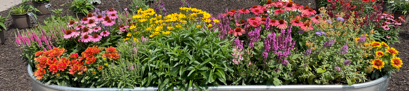 Perennials