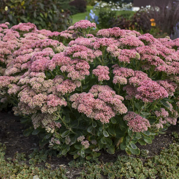 Perennial Sedums
