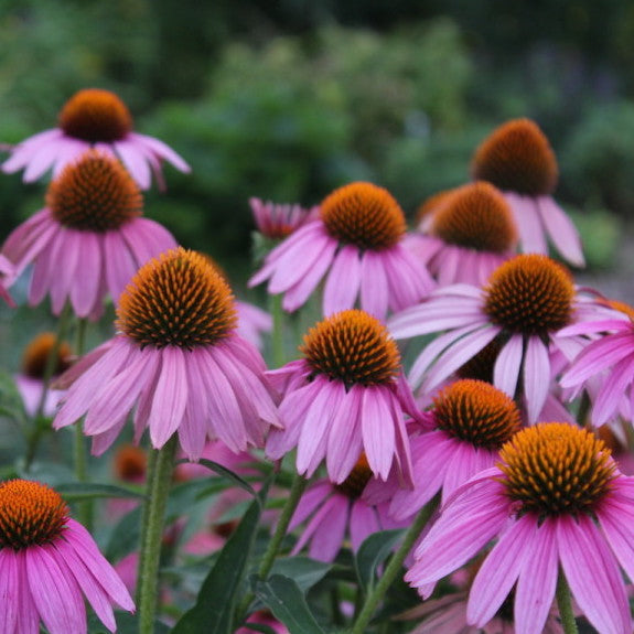 Perennial Coneflowers